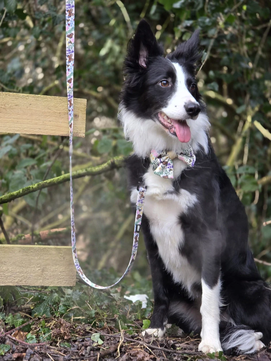Dog Lead - Bumbles & Butterflies - Image 2