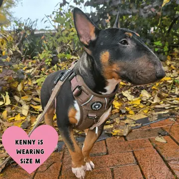 Trail & Glow Tweed Dog Harness - Oxford Tweed - Image 11