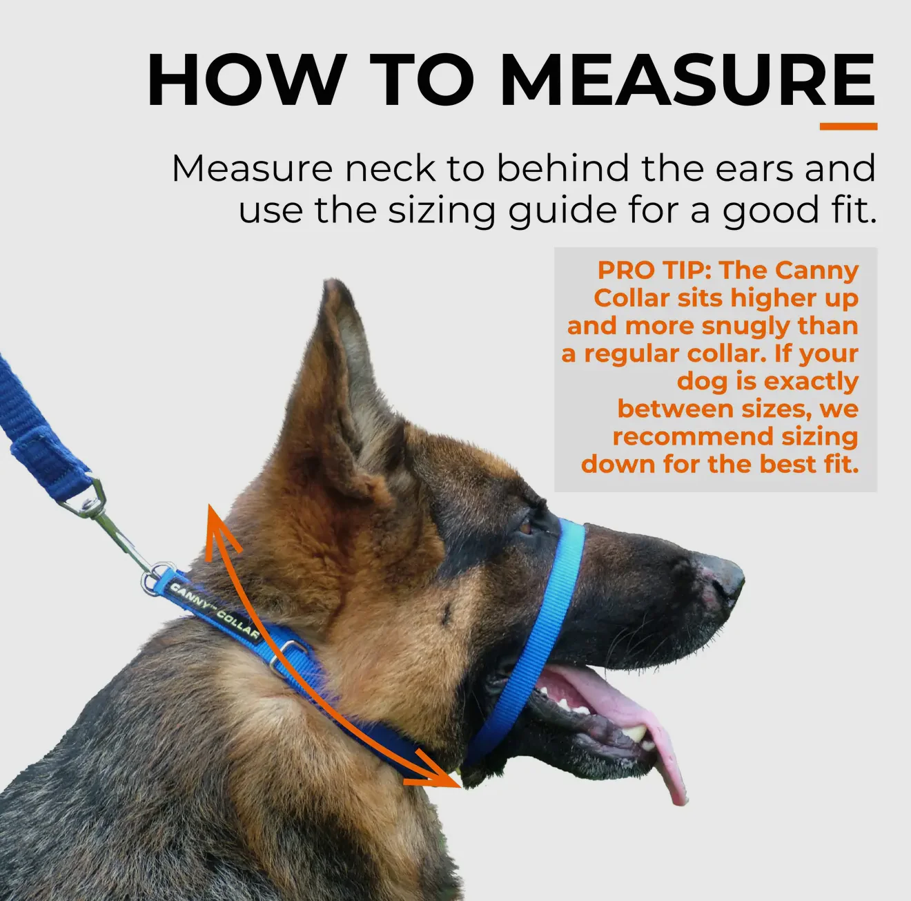 Canny Colossus No Pull Dog Headcollar - Large, Giant Breeds - Image 3