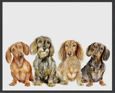 Chums, Dachshund, Insulated Water Bottle, Keeps Your Drink Hot or Cold - Image 4