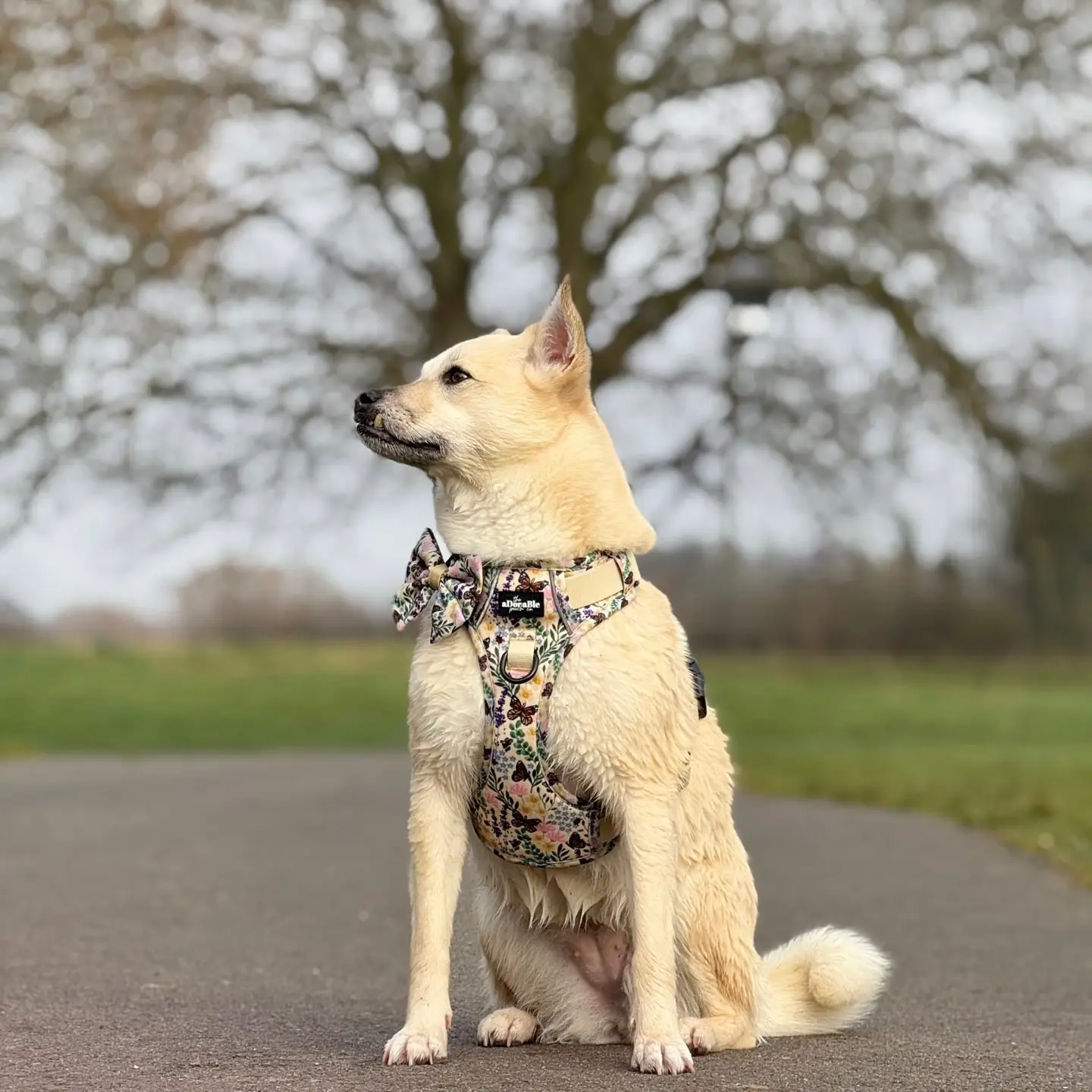 Hike & Go Lite™ Harness - Bumbles & Butterflies - Image 3