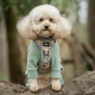 Hike & Go Lite™ Harness - Bumbles & Butterflies - Image 4