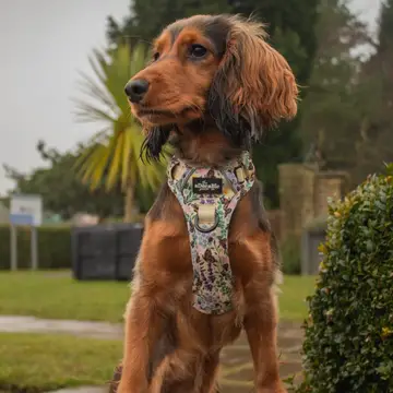 Hike & Go Lite™ Harness - Bumbles & Butterflies - Image 5
