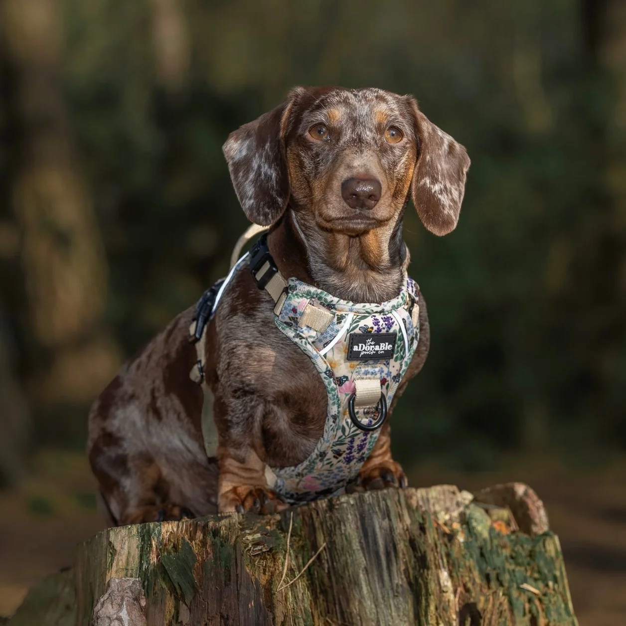 Hike & Go Lite™ Harness - Bumbles & Butterflies - Image 7