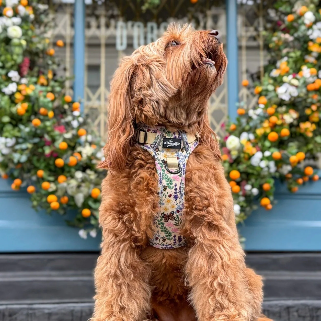 Hike & Go Lite™ Harness - Bumbles & Butterflies - Image 8