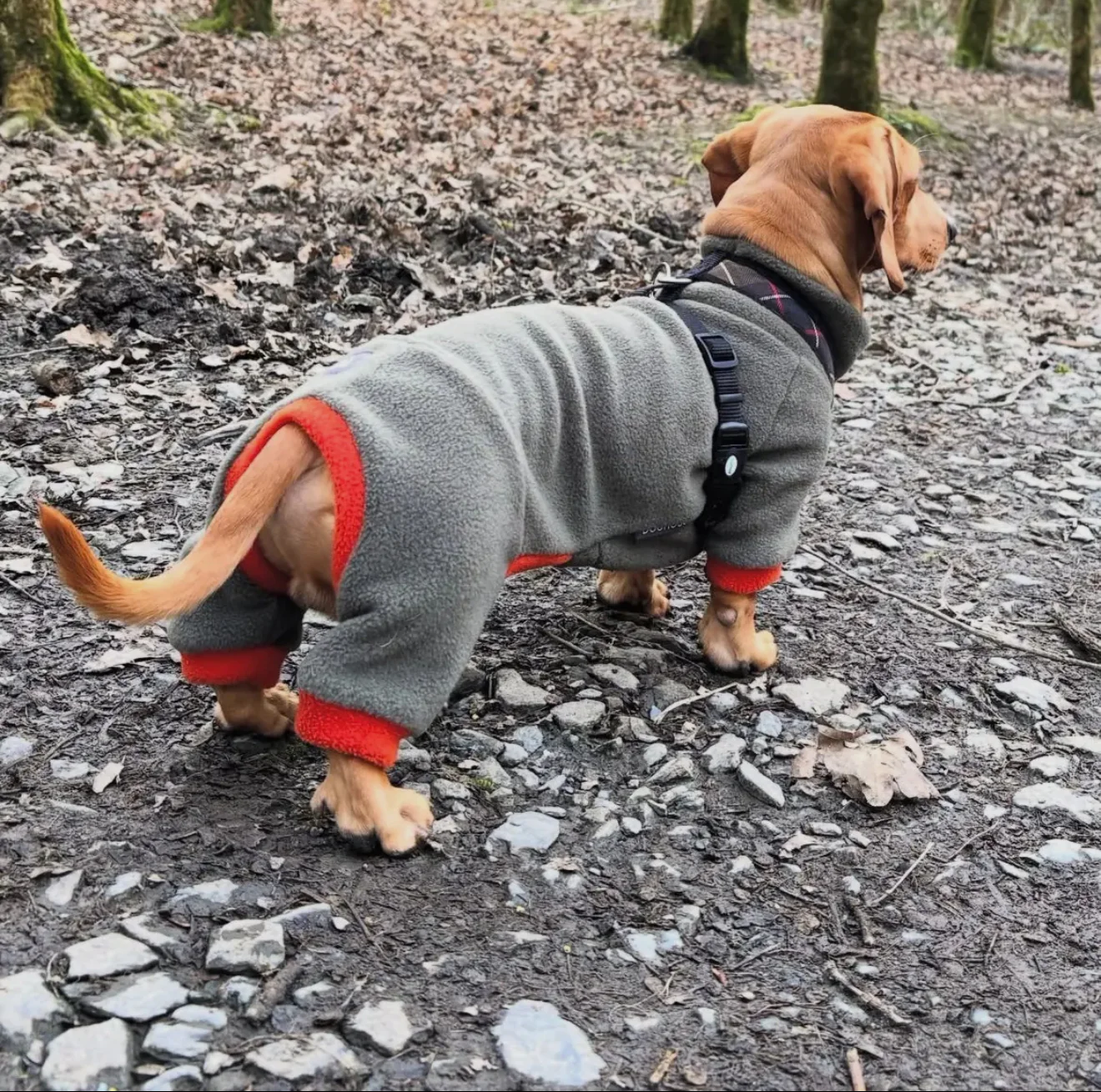 Dachshund Fleece Winter Suits with 4 Legs - Image 3