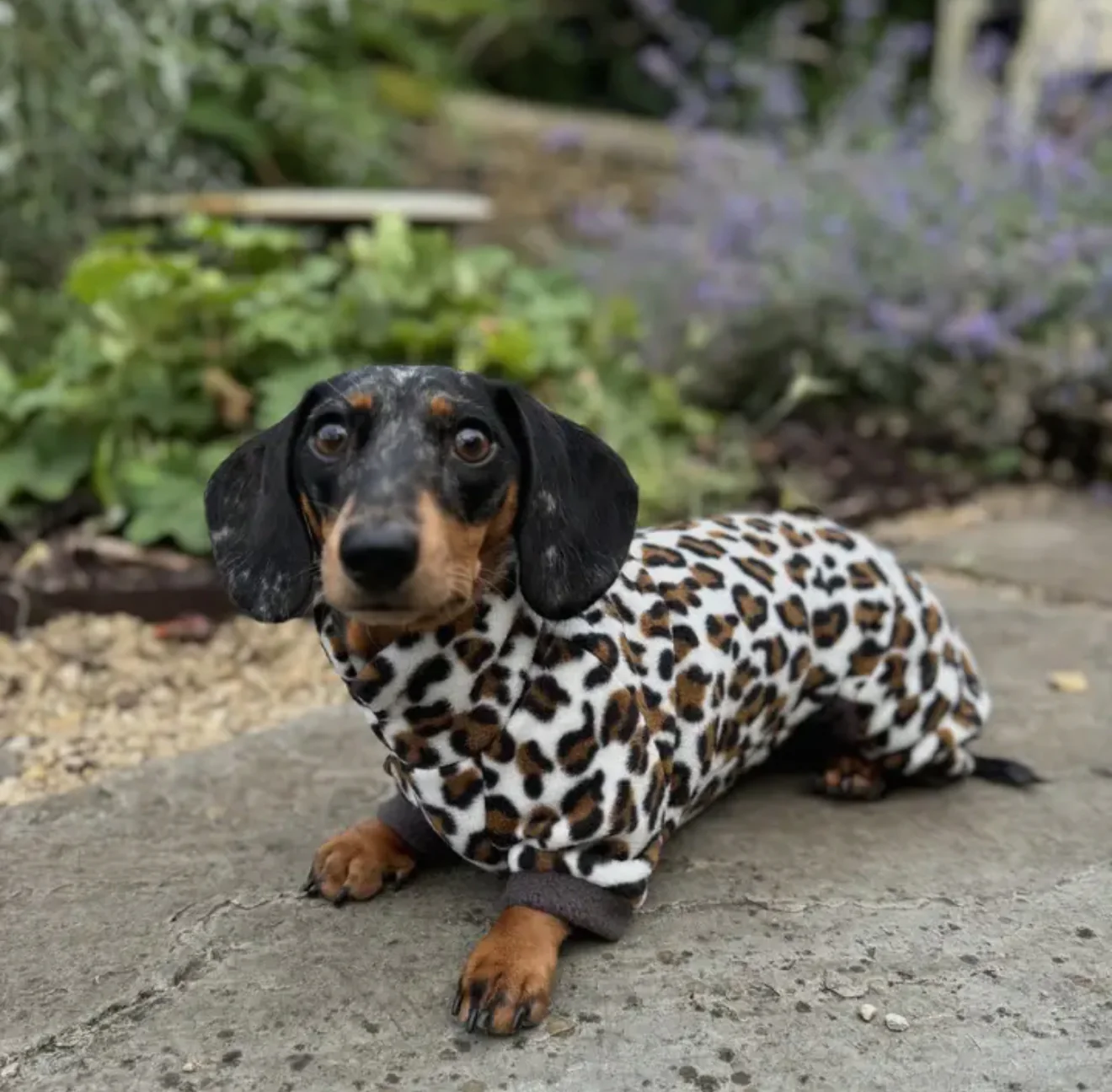 Dachshund Wild Range Fleece Suits with 4 Legs - Image 3