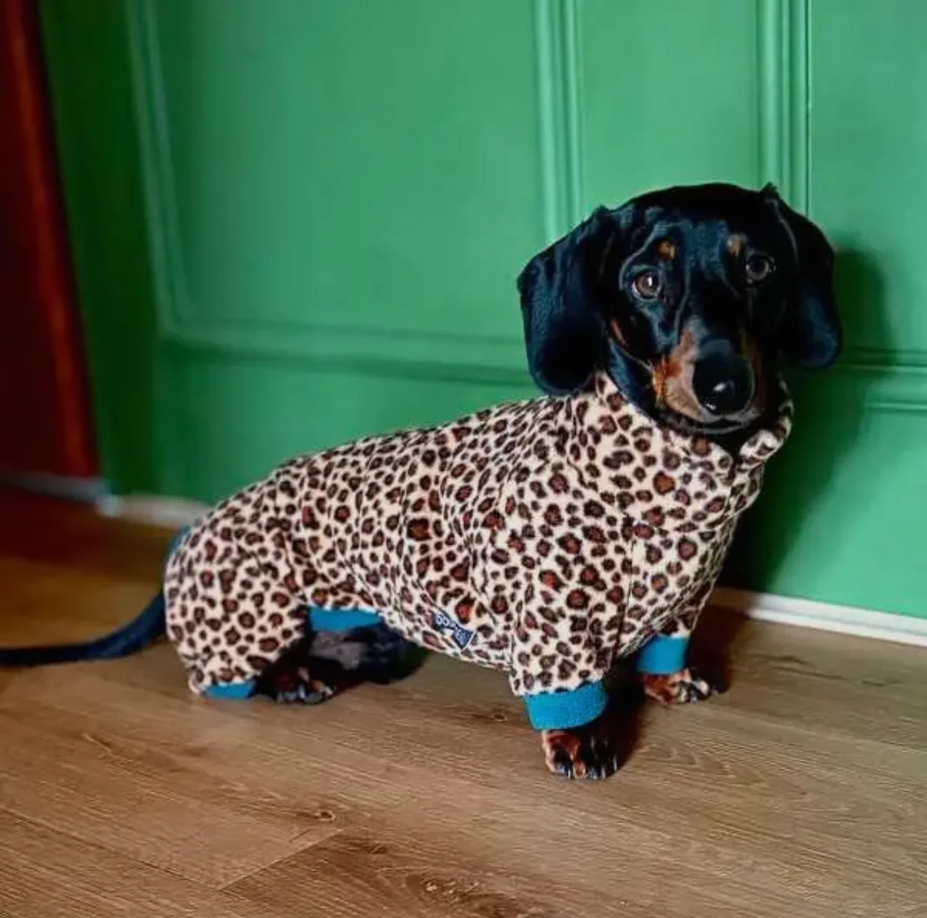 Dachshund Wild Range Fleece Suits with 4 Legs - Image 4