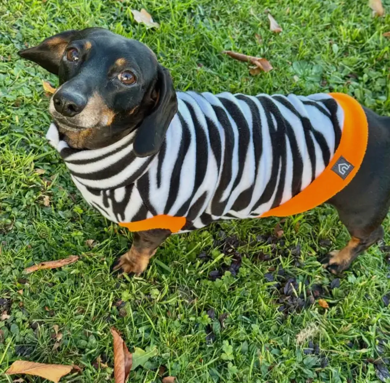 Dachshund Wild Range Fleece Suits with 4 Legs - Image 6