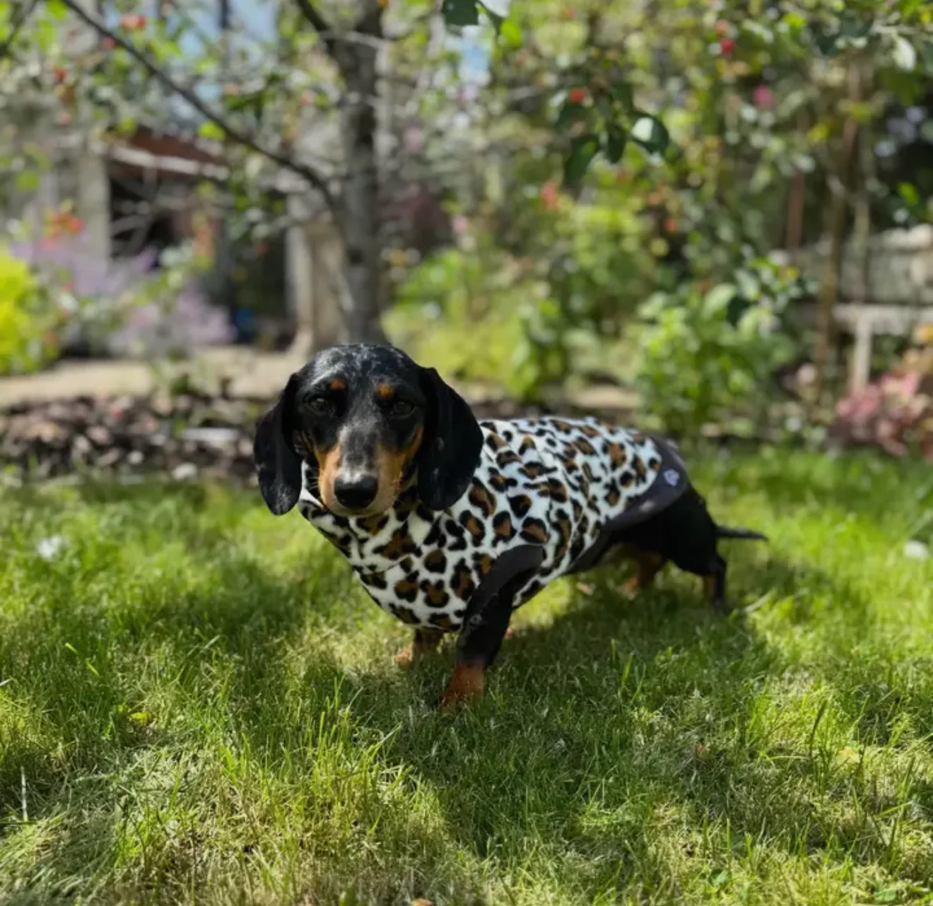 Dachshund Wild Range Fleece Suits with 4 Legs - Image 7
