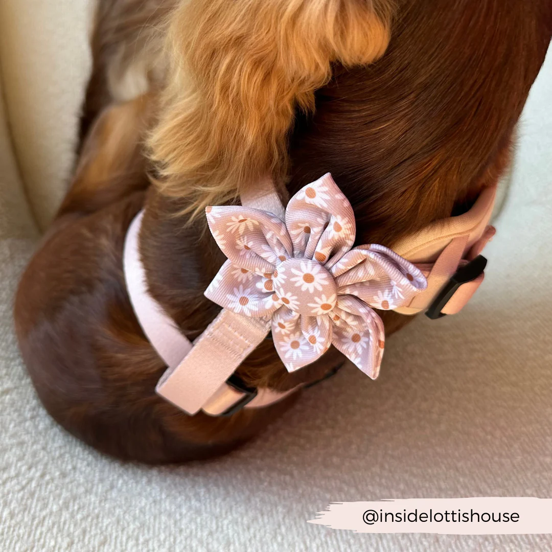 Daisy Chain Collar Flower - Image 4