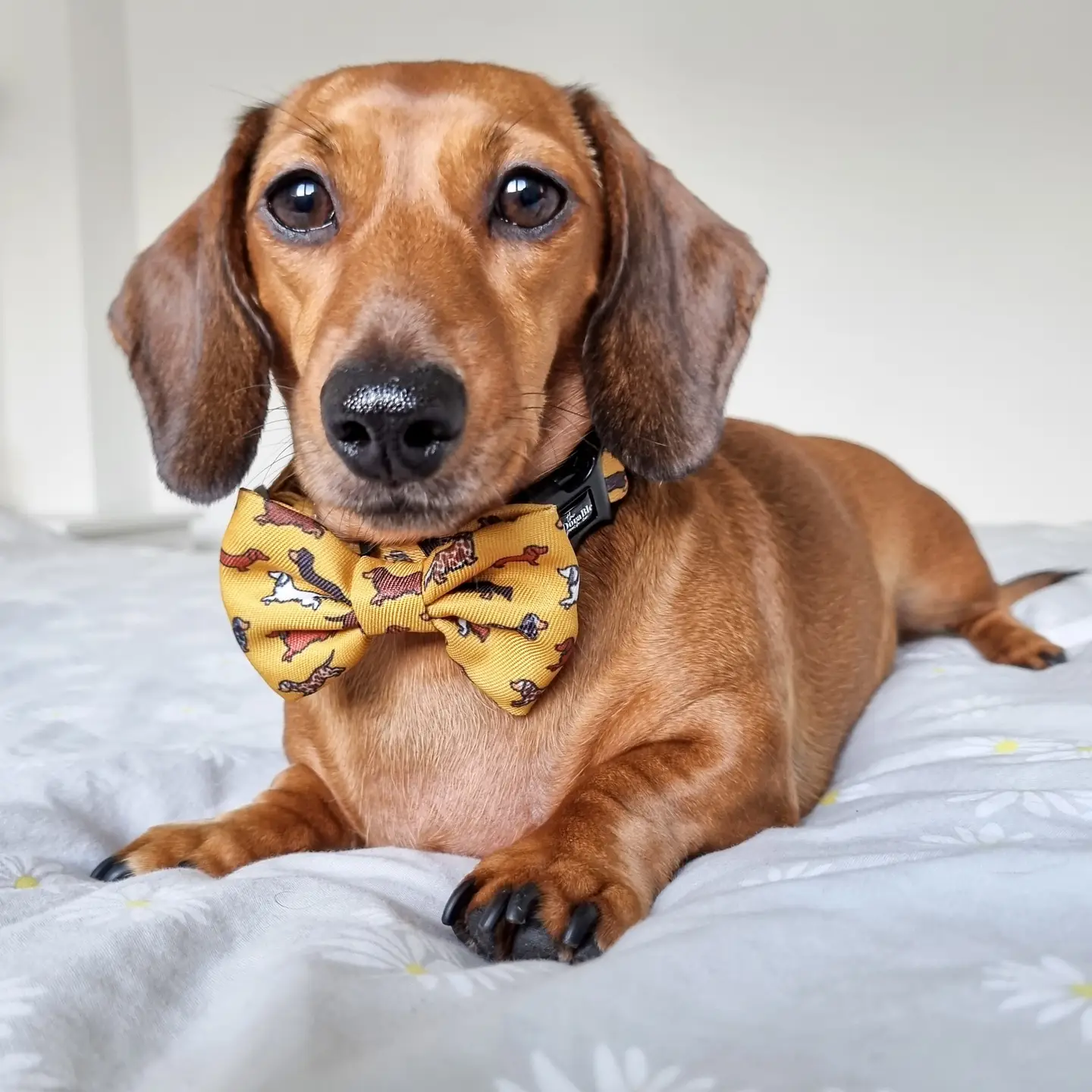 Dog Bow Tie - Dashing Dachshunds - Image 5