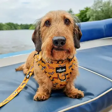 Adjustable Harness - Dashing Dachshunds - Image 7