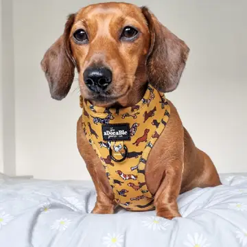 Adjustable Harness - Dashing Dachshunds - Image 8