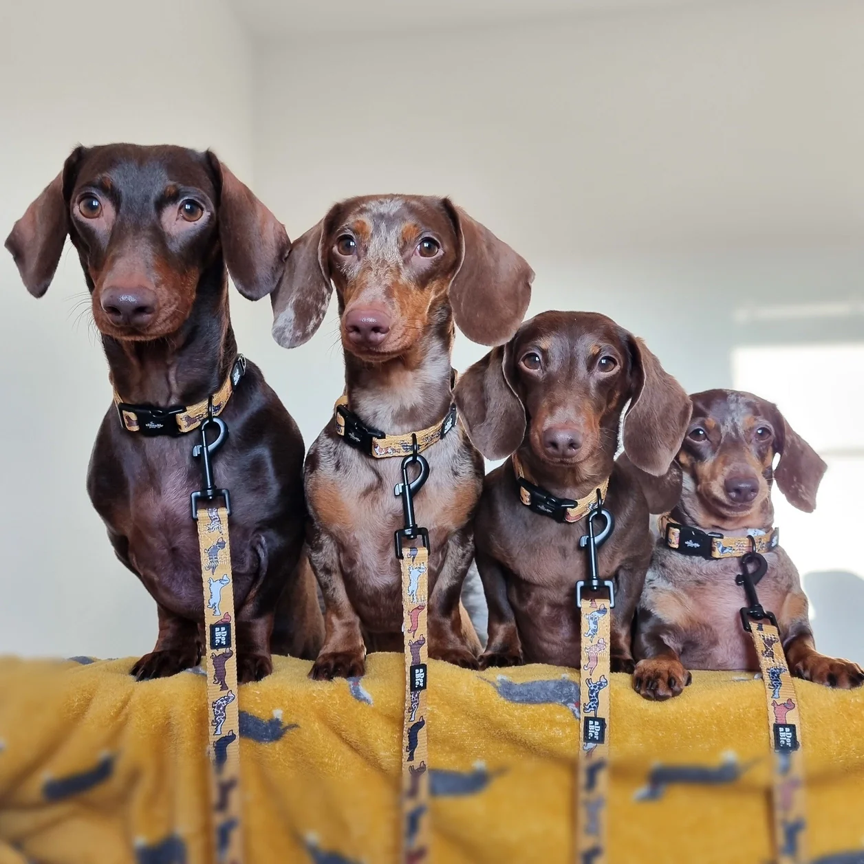 Dog Lead - Dashing Dachshunds - Image 5