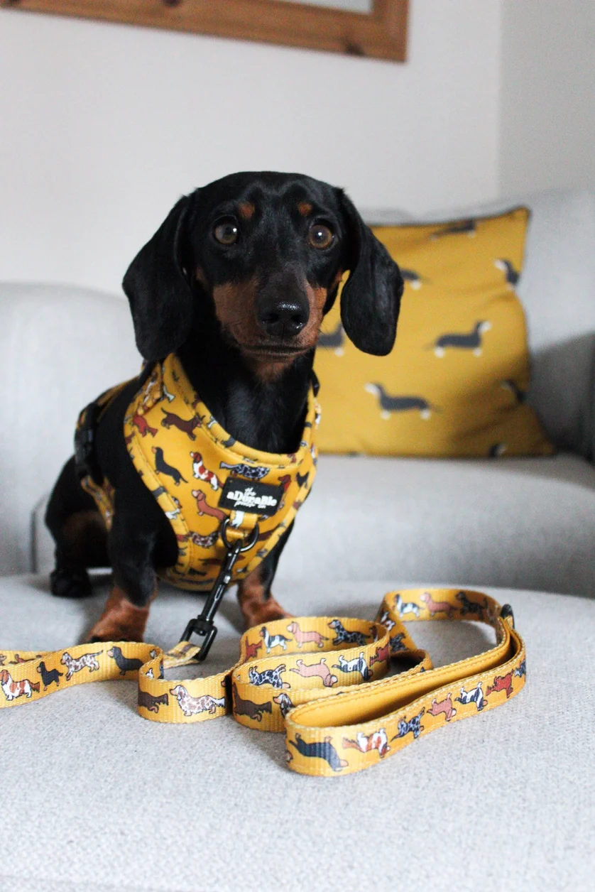 Dog Lead - Dashing Dachshunds - Image 6
