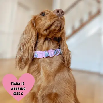 Bailey and Coco Trail & Glow Adjustable Collar - Colour Drops - Spring Dreams - Image 5