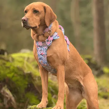 Bailey and Coco Trail & Glow Adjustable Collar - Colour Drops - Spring Dreams - Image 7