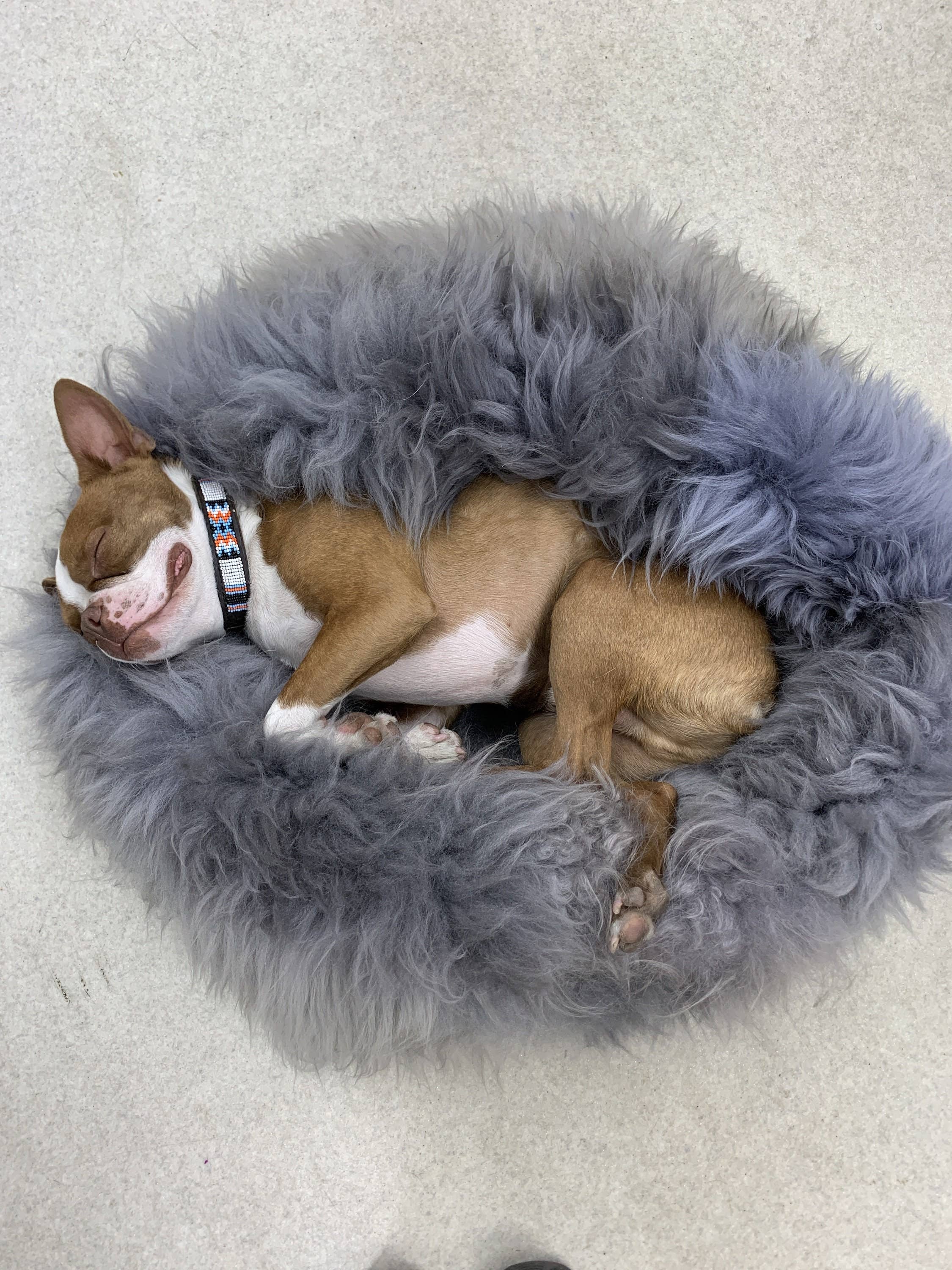 Grey Sheepskin Pet Bed: 40cm - Image 5