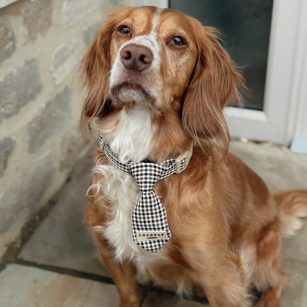 Heritage Check Dog Tie - Image 3