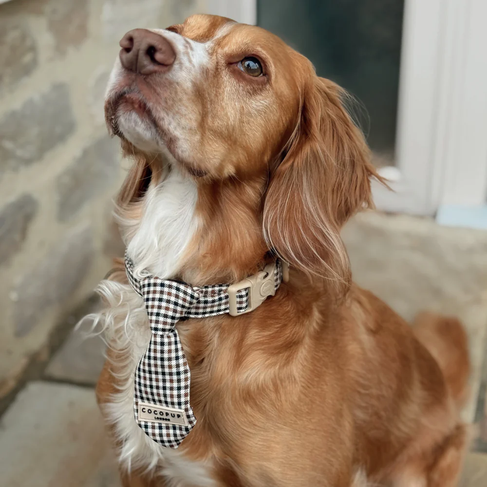 Heritage Check Dog Tie - Image 4