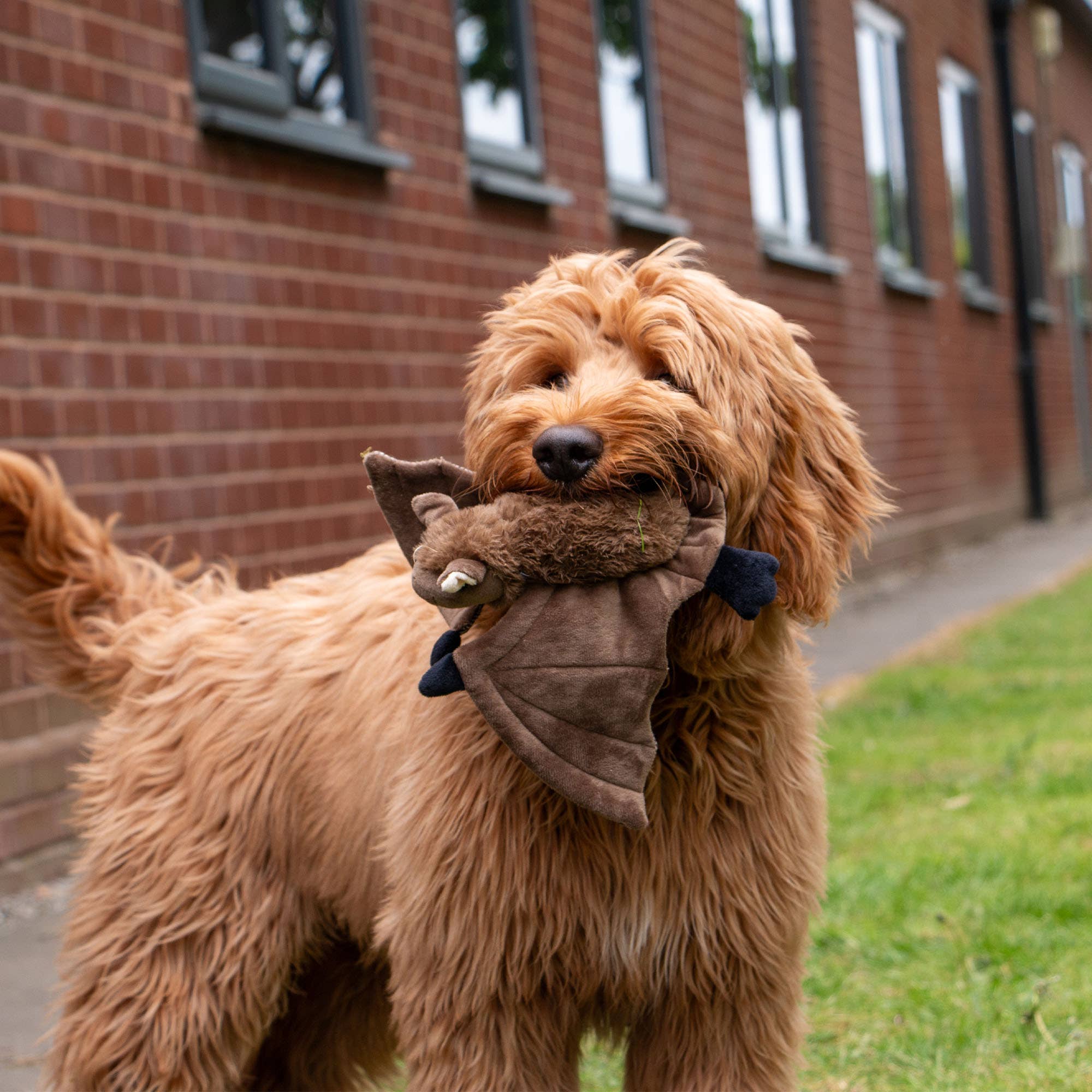 Heritage Dog Toy Barnaby Bat Midi - Image 4