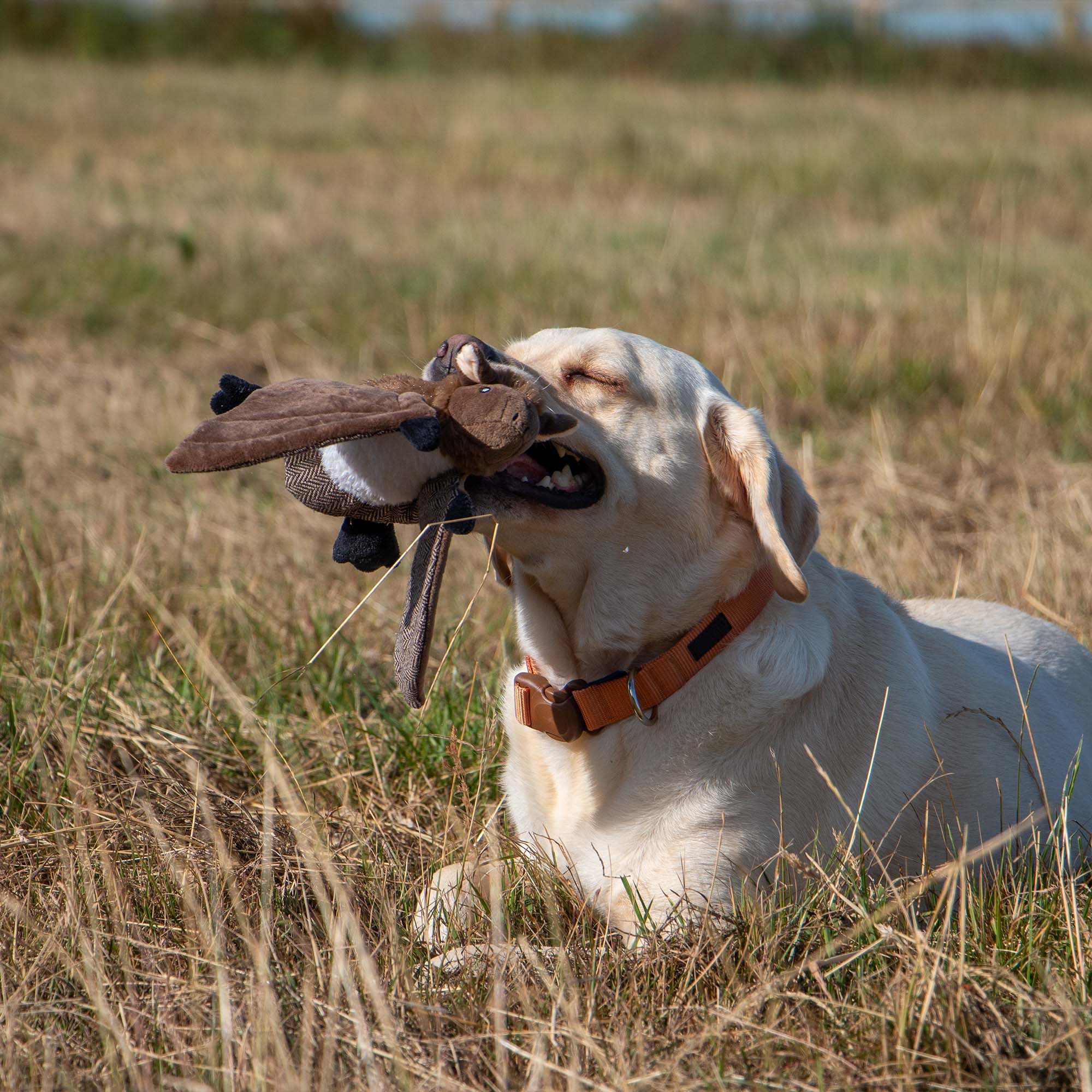 Heritage Dog Toy Barnaby Bat Midi - Image 5