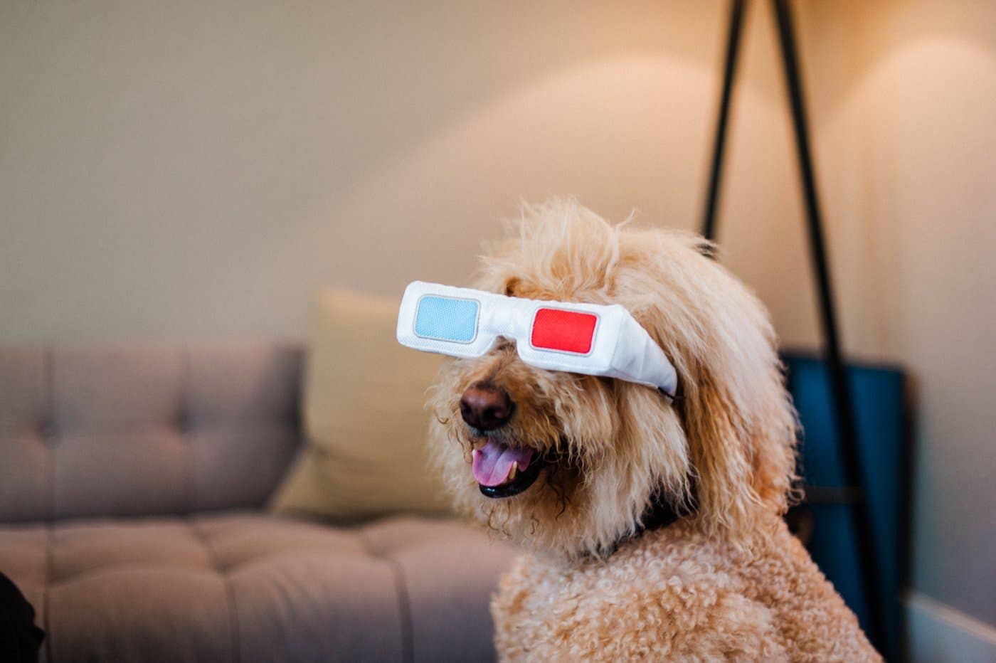 Hollywoof D3-Dog Glasses Dog Toy - Image 4