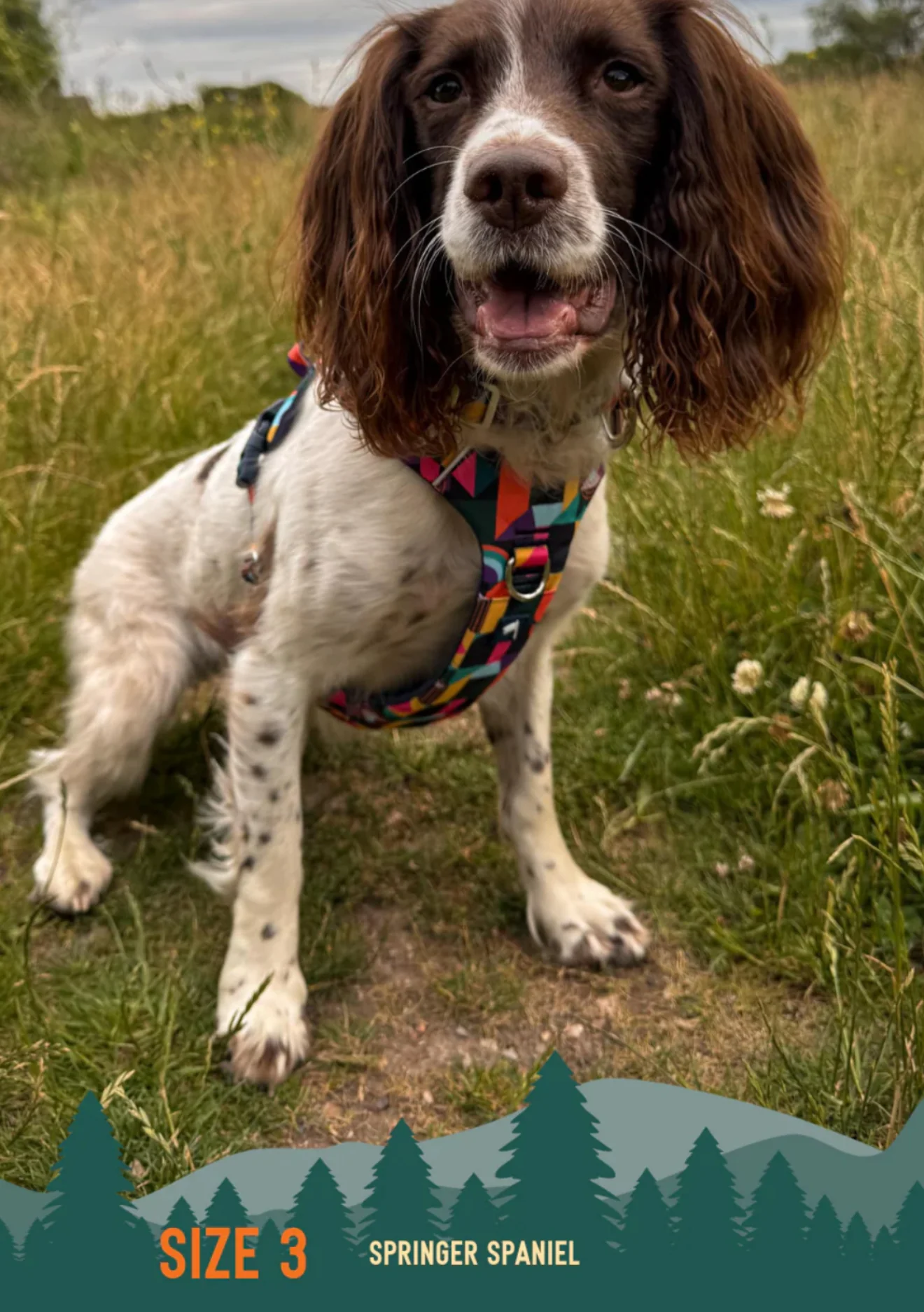 Aurora Adventure Harness 2.0 - Image 5
