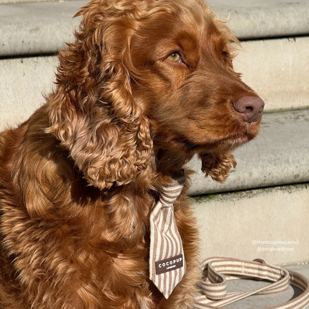 London Linen Stripes Dog Tie - Image 3