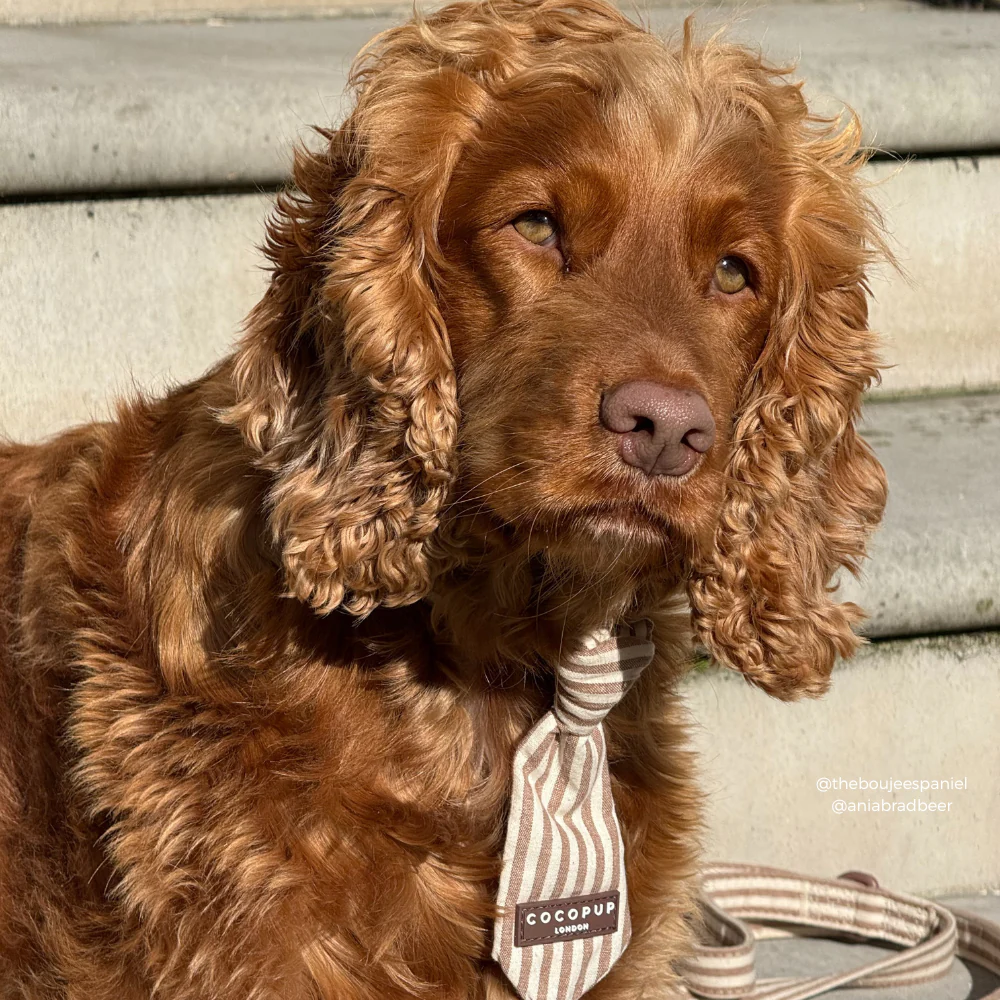 London Linen Stripes Dog Tie - Image 4