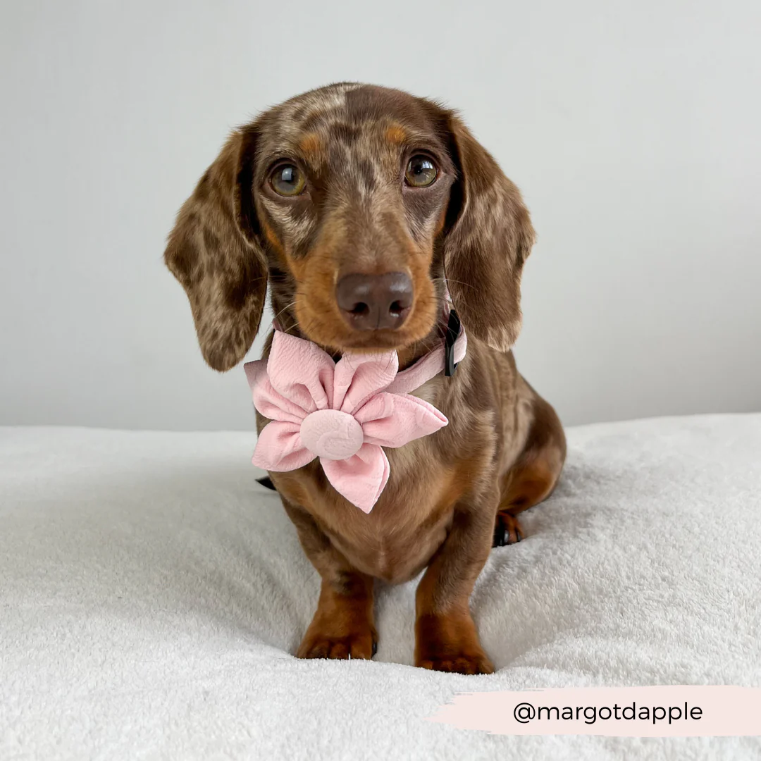 LUXE Baby Pink Heart Collar Flower - Image 3