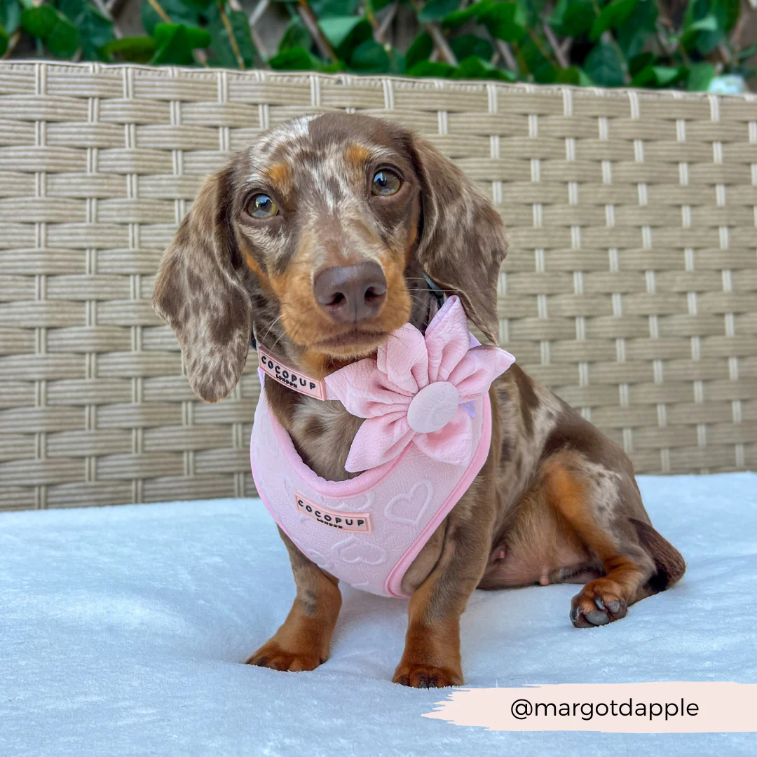 LUXE Baby Pink Heart Collar Flower - Image 5