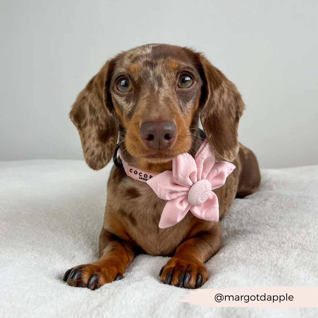 LUXE Baby Pink Heart Collar Flower - Image 6