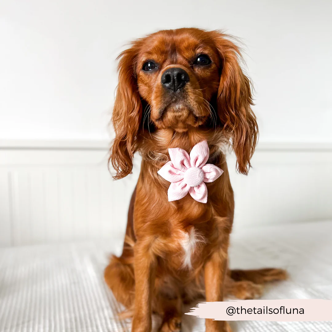 LUXE Baby Pink Heart Collar Flower - Image 7