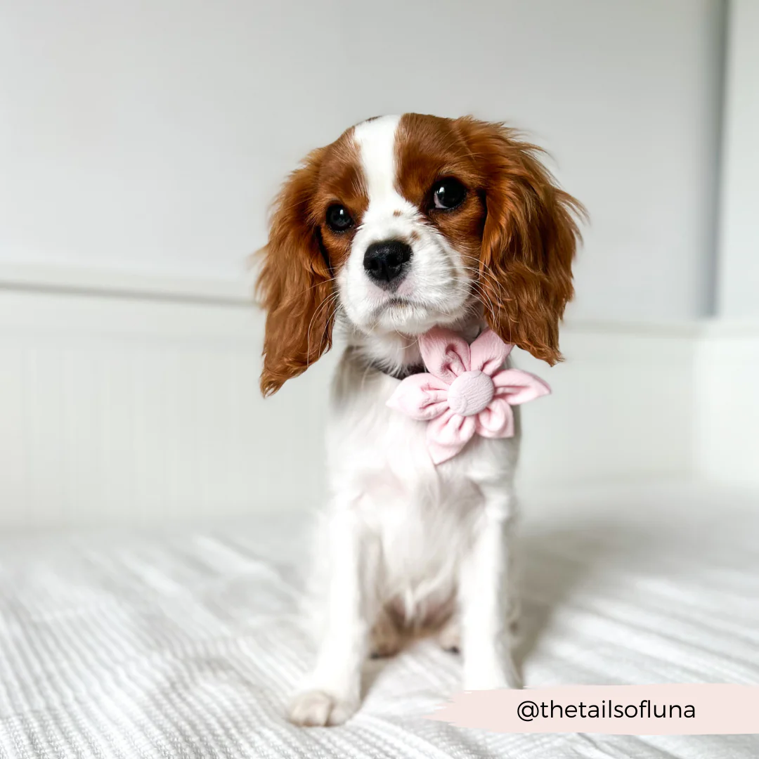 LUXE Baby Pink Heart Collar Flower - Image 8