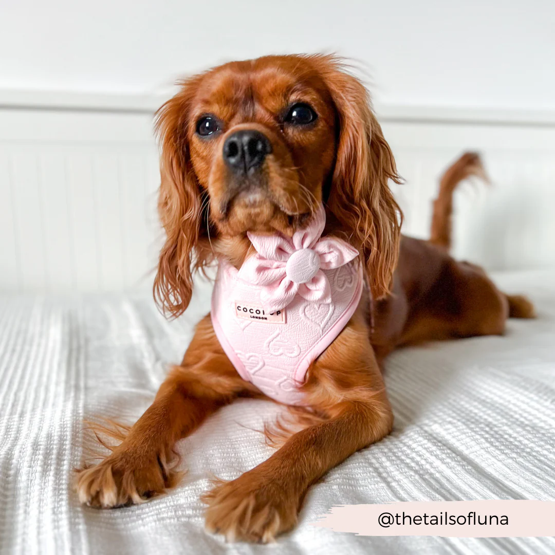 LUXE Baby Pink Heart Collar Flower - Image 9