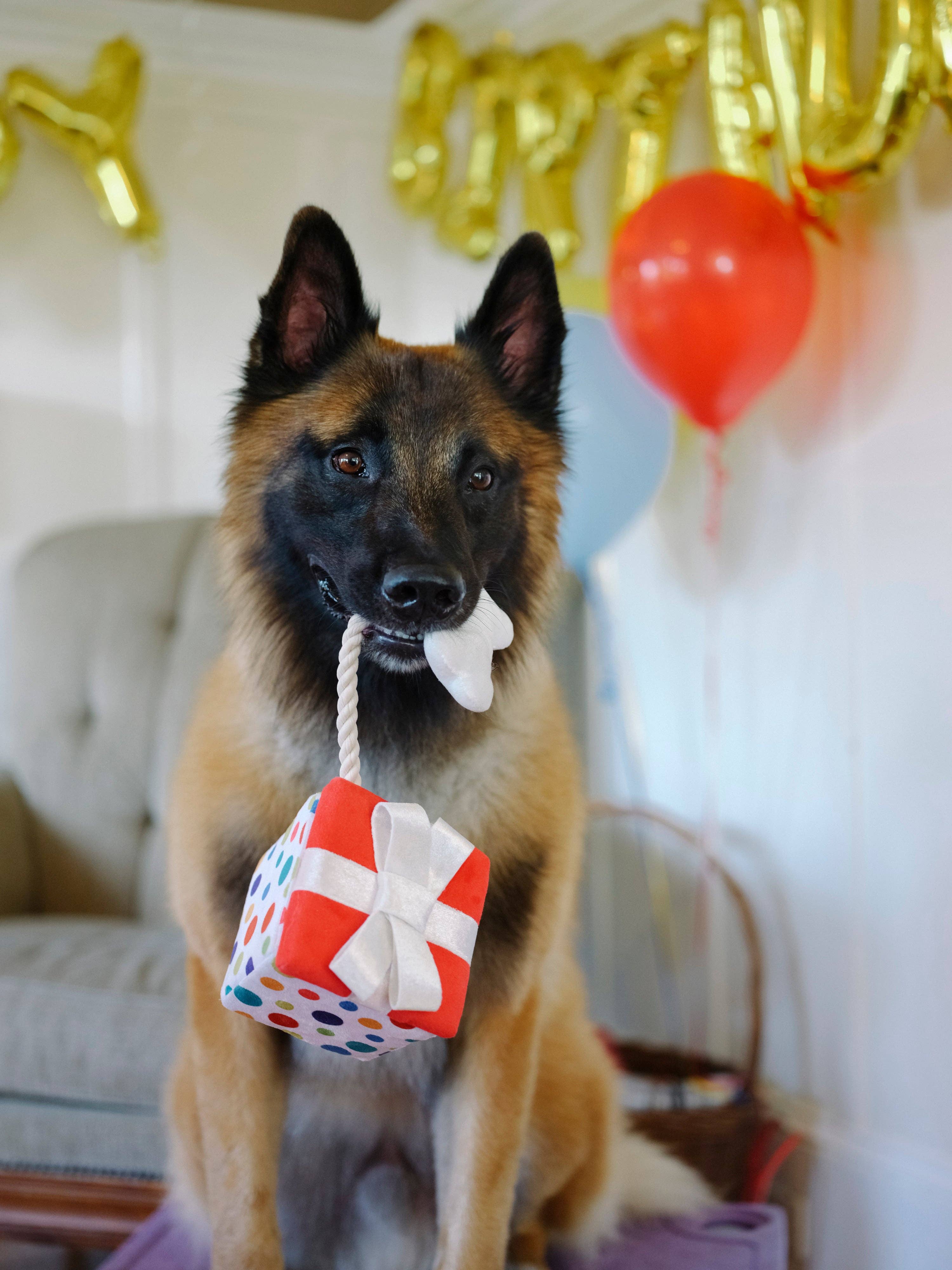 Party Time Pawfect Present Plush Dog Toy - Image 4