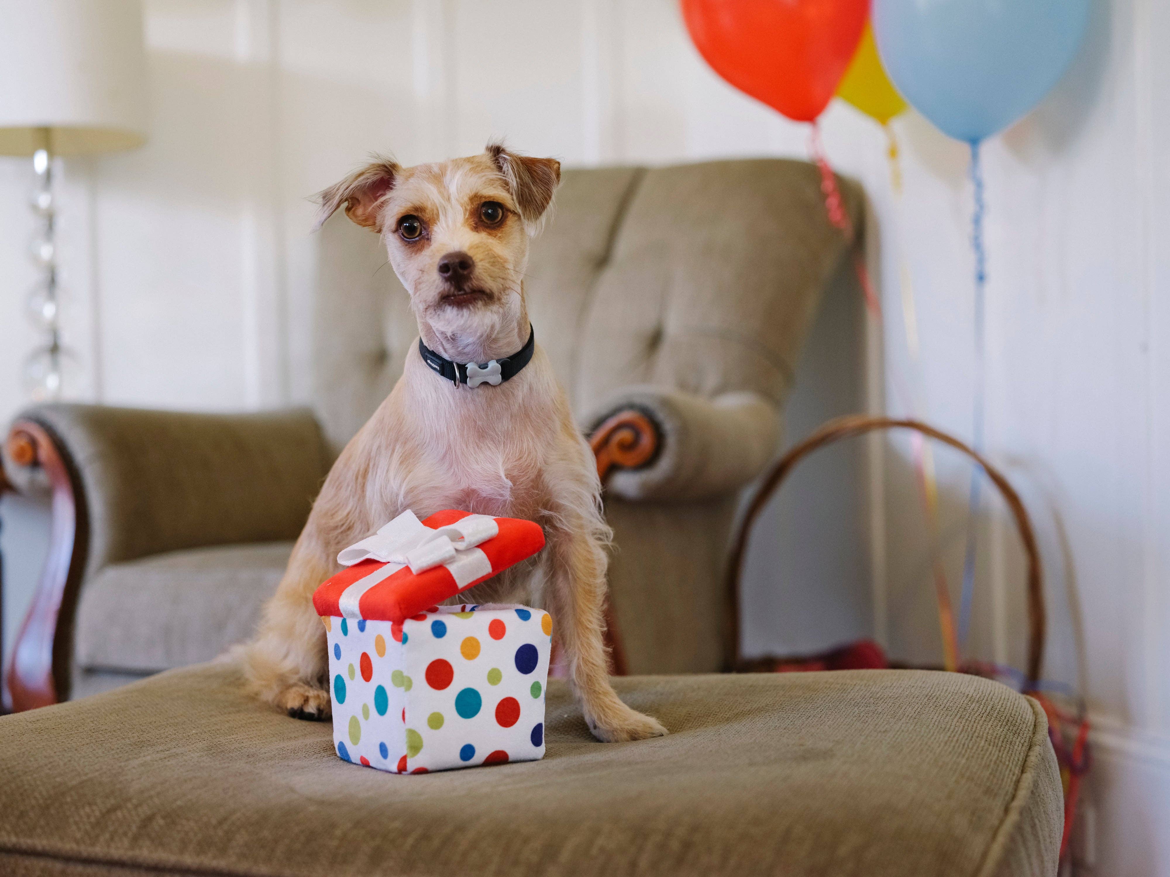 Party Time Pawfect Present Plush Dog Toy - Image 5