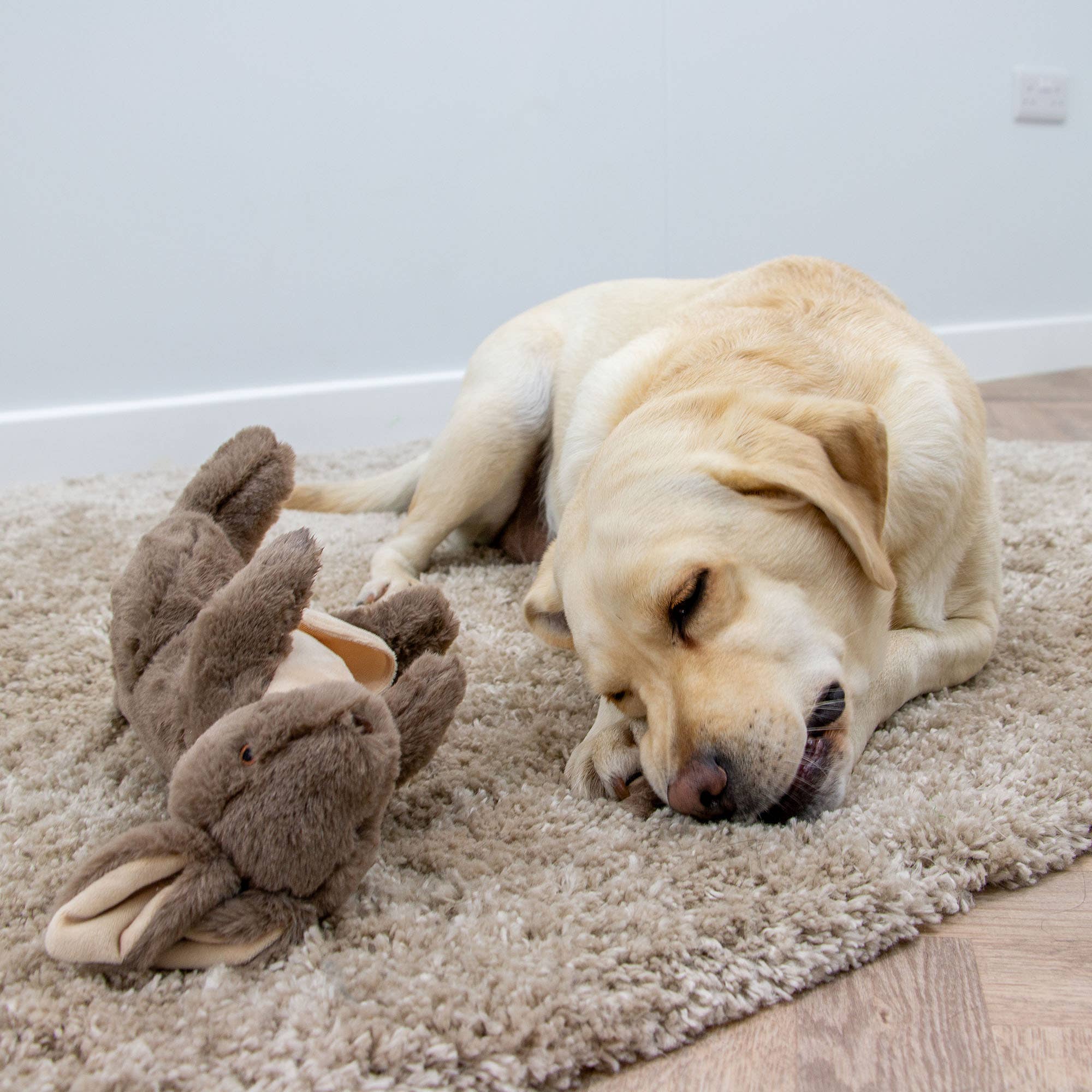 Playtime For Dogs Cuddle Kangaroo & Joey - Image 4