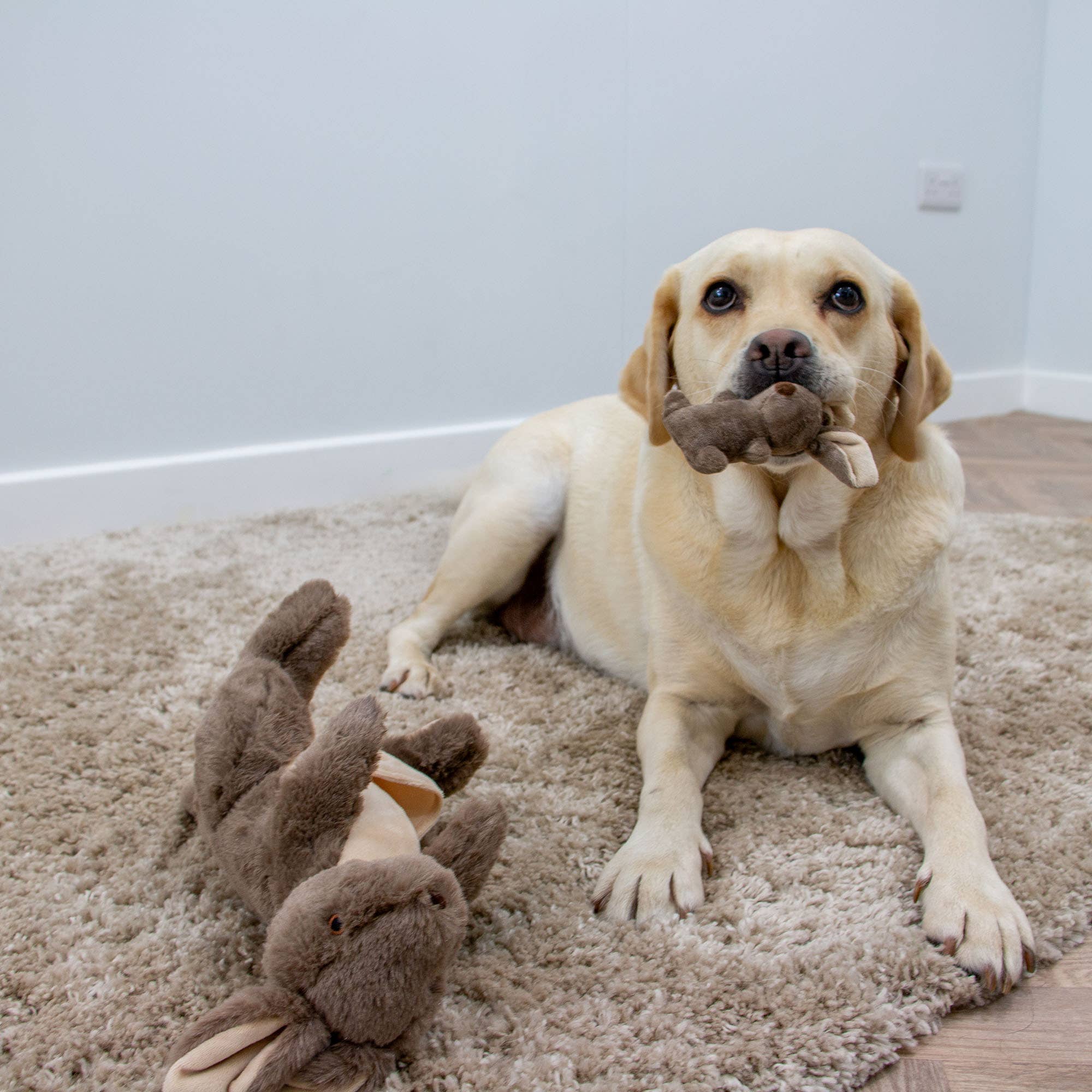 Playtime For Dogs Cuddle Kangaroo & Joey - Image 5
