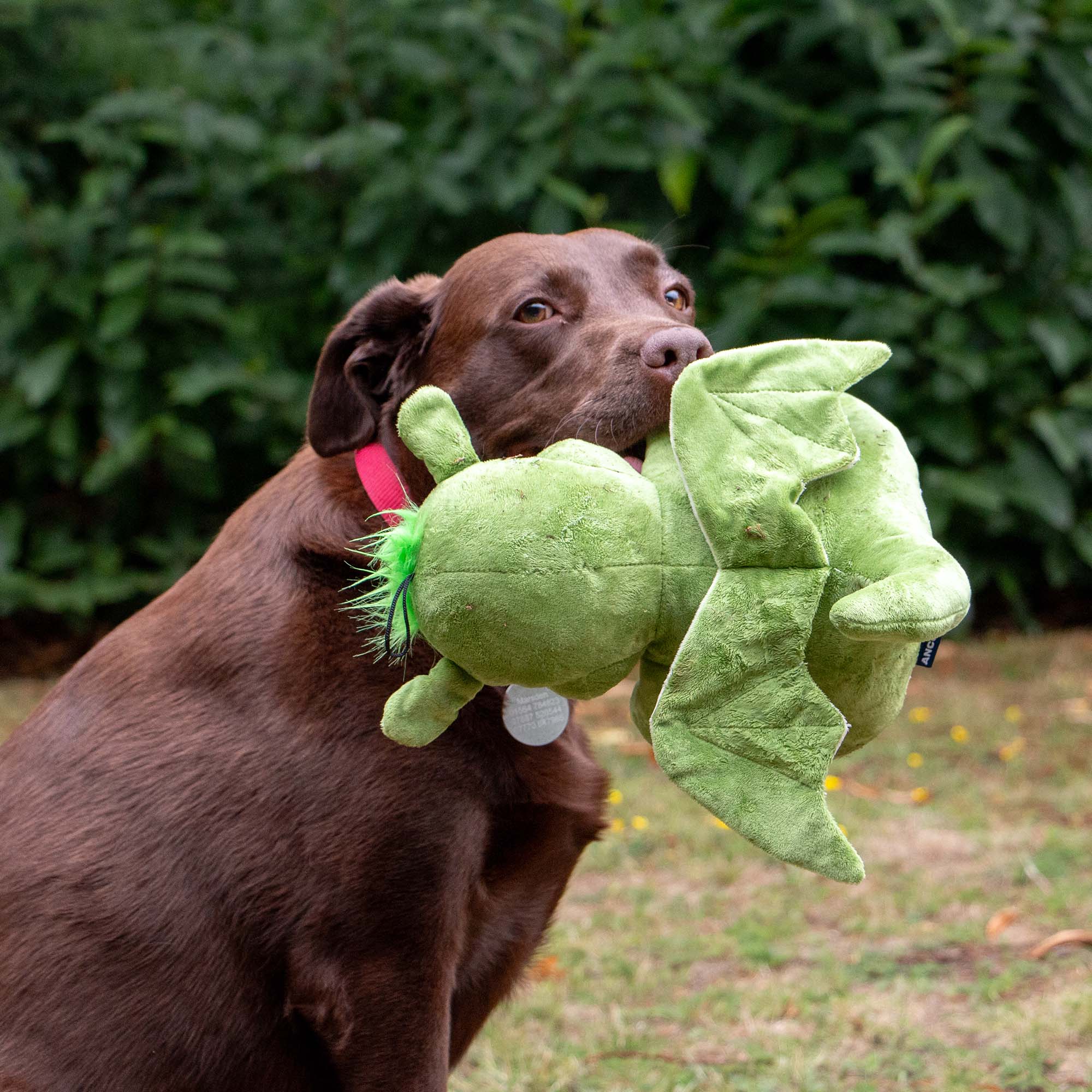 Playtime For Dogs Cuddly Sprout The Dragon - Image 4