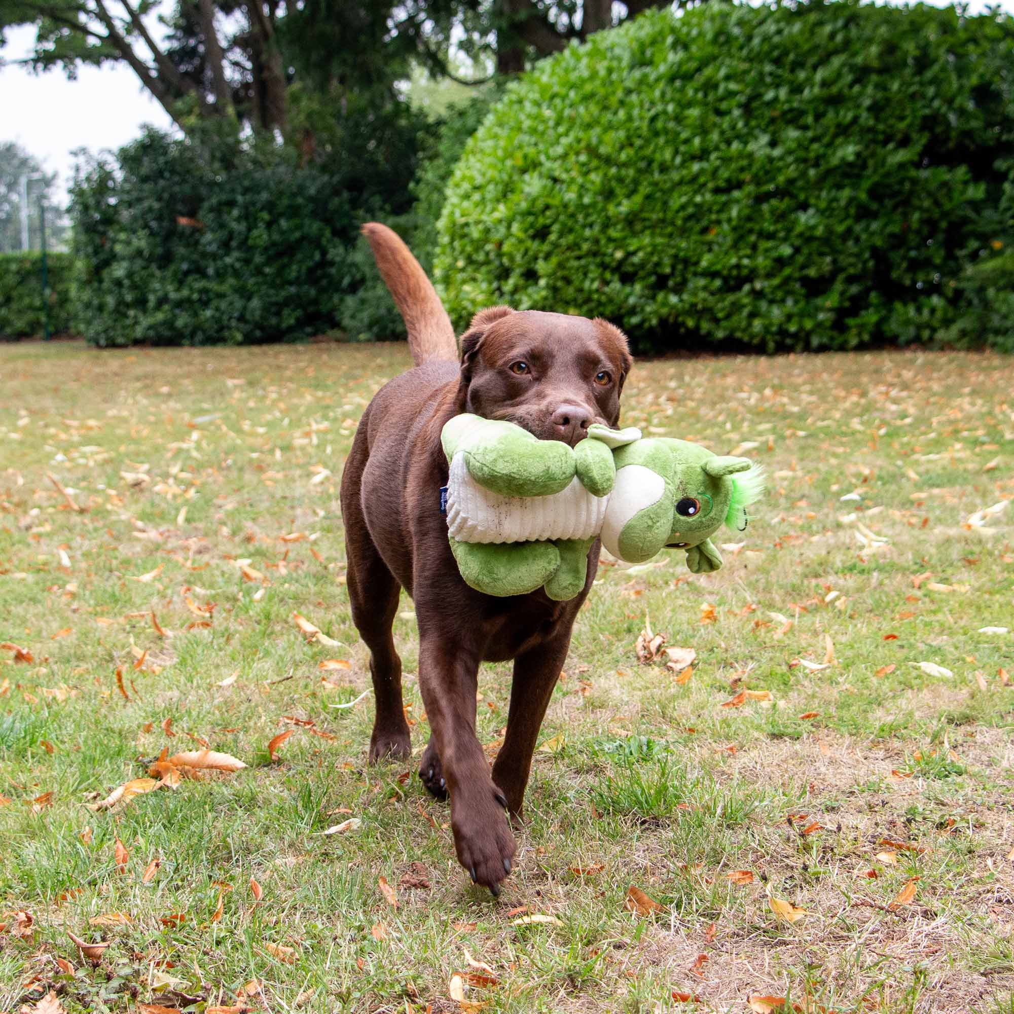 Playtime For Dogs Cuddly Sprout The Dragon - Image 5
