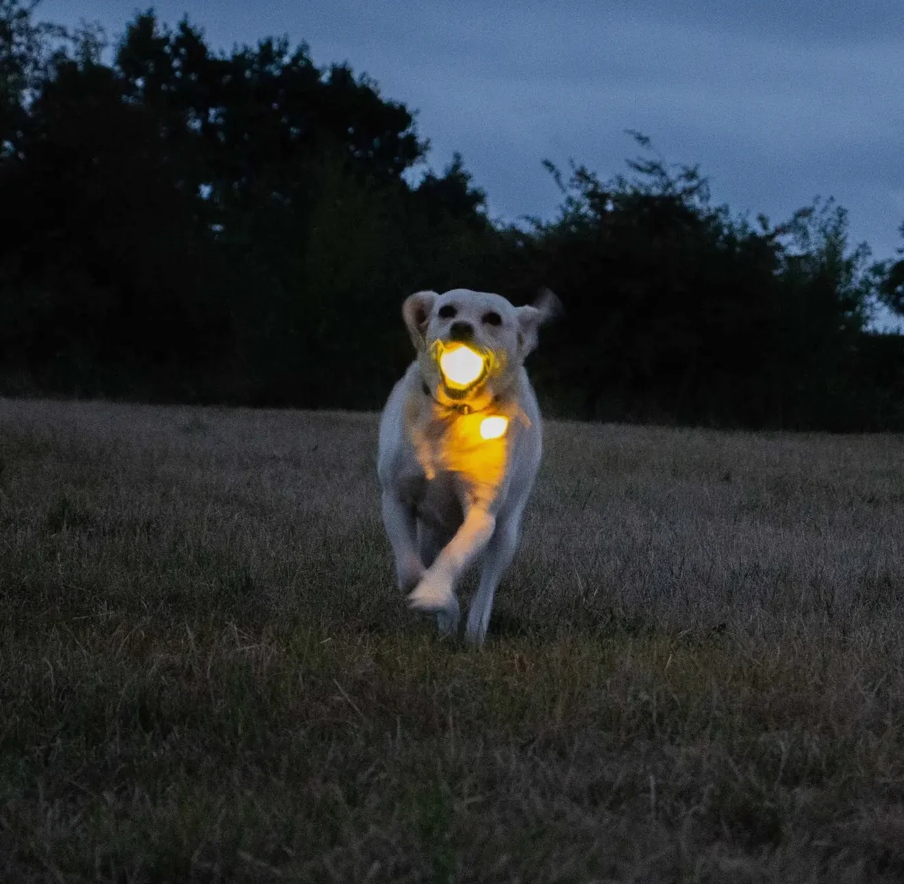 Rechargeable Led Dog Ball - Image 3