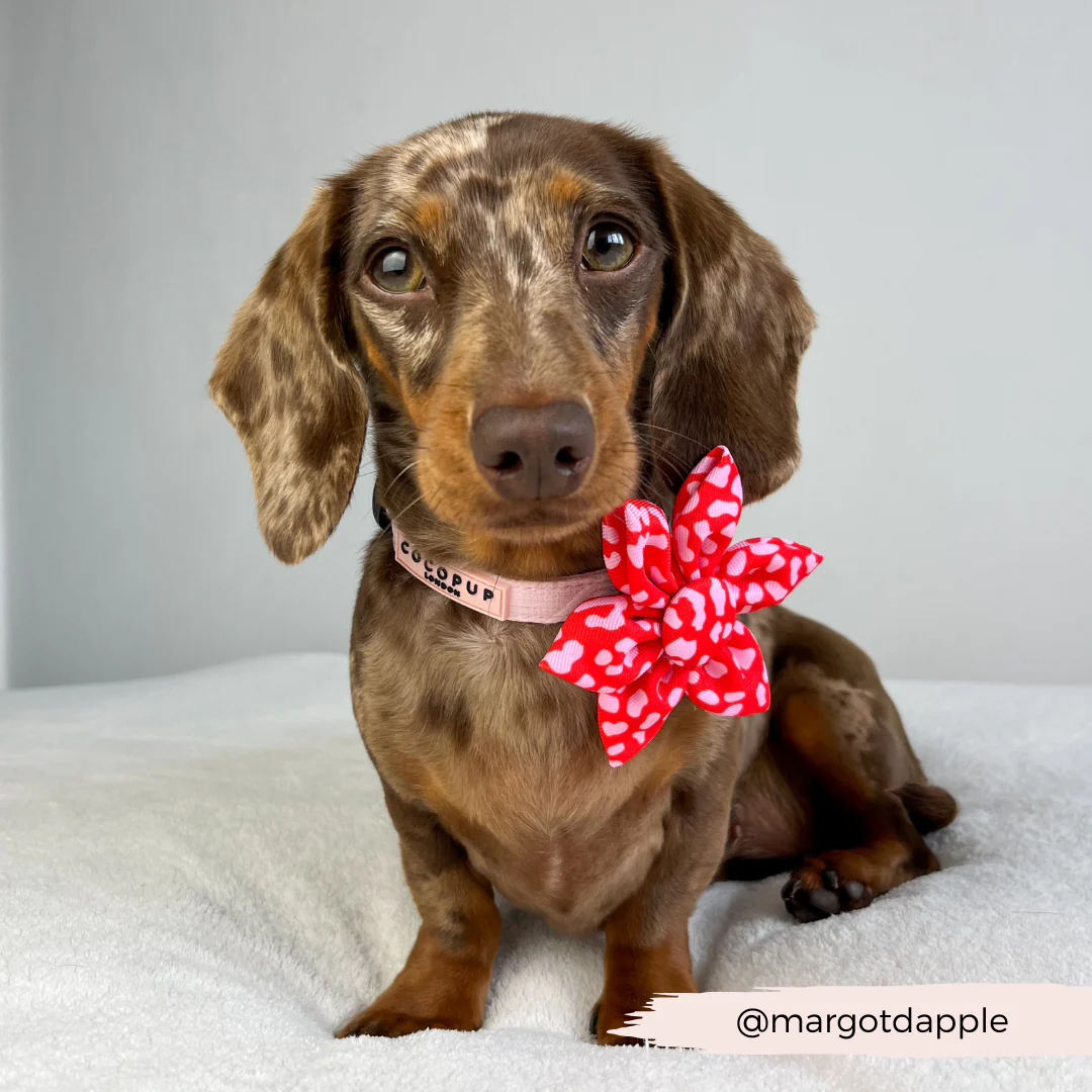 Red & Pink Leopard Collar Flower - Image 3