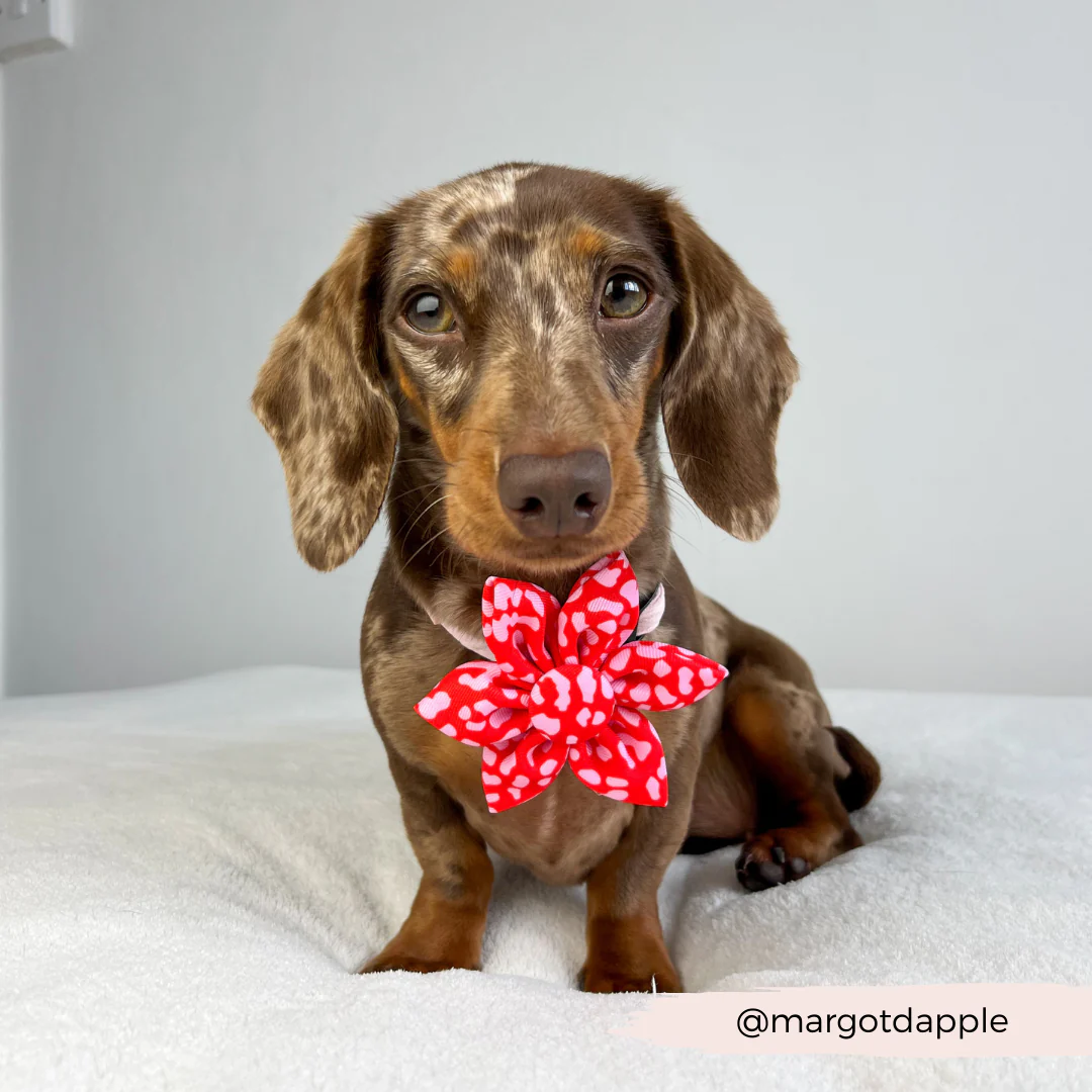 Red & Pink Leopard Collar Flower - Image 4