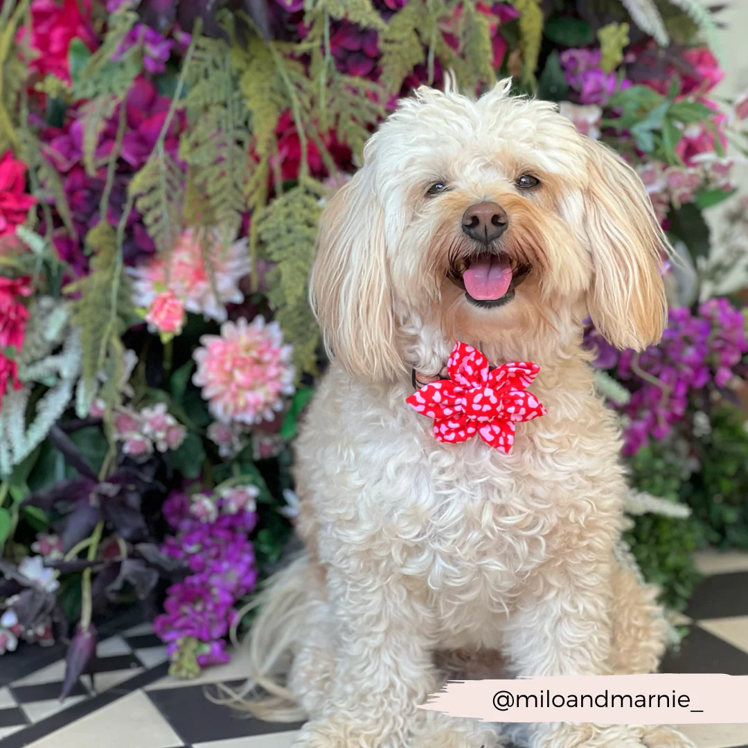 Red & Pink Leopard Collar Flower - Image 5