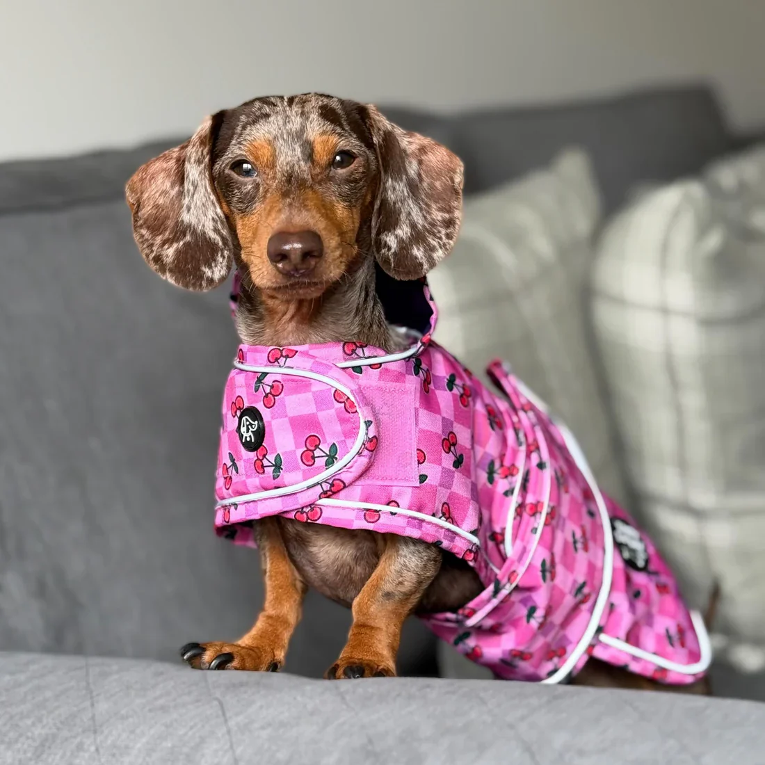 🍒 Cherries Lightweight Dachshund Jacket 🍒 - Image 3