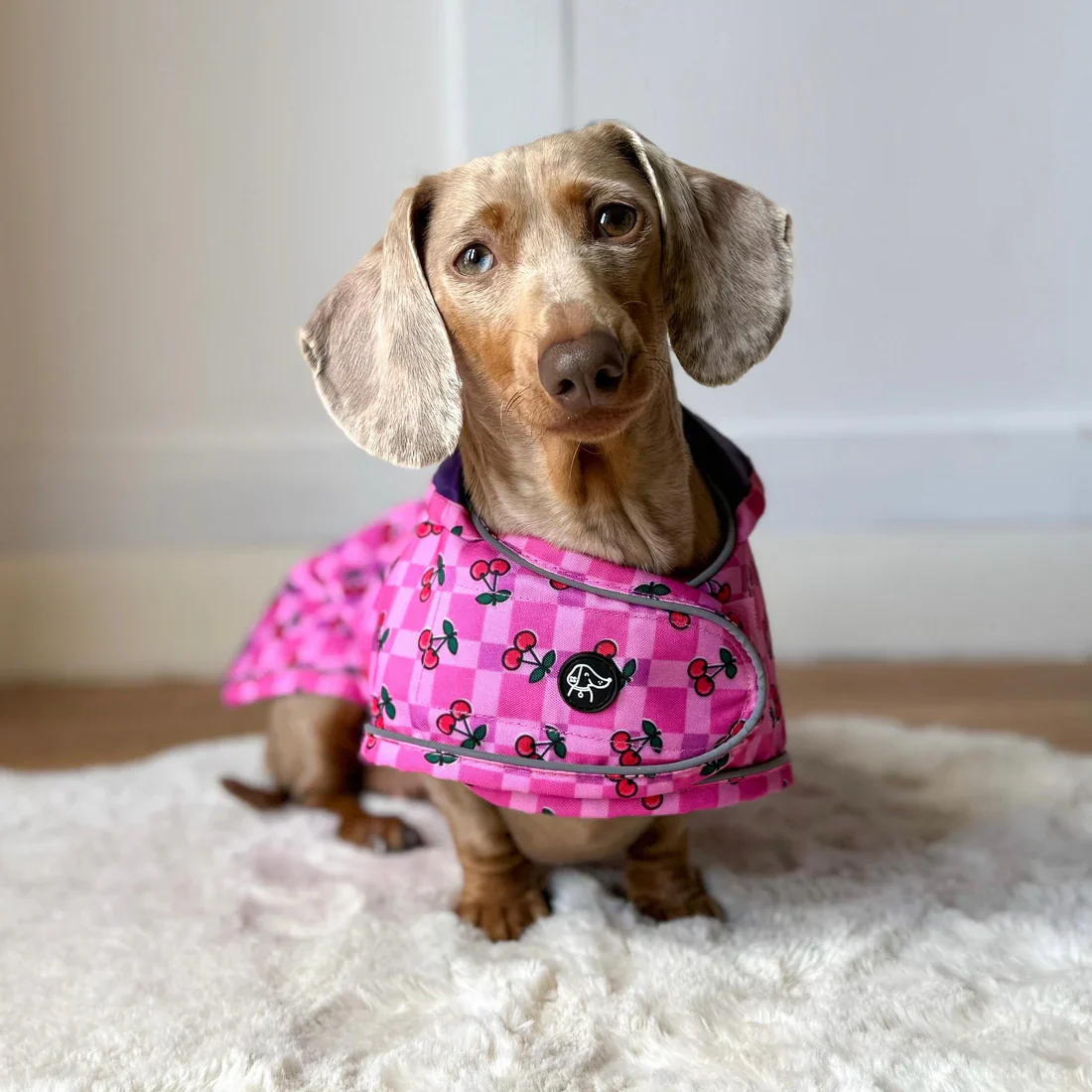 🍒 Cherries Lightweight Dachshund Jacket 🍒 - Image 4