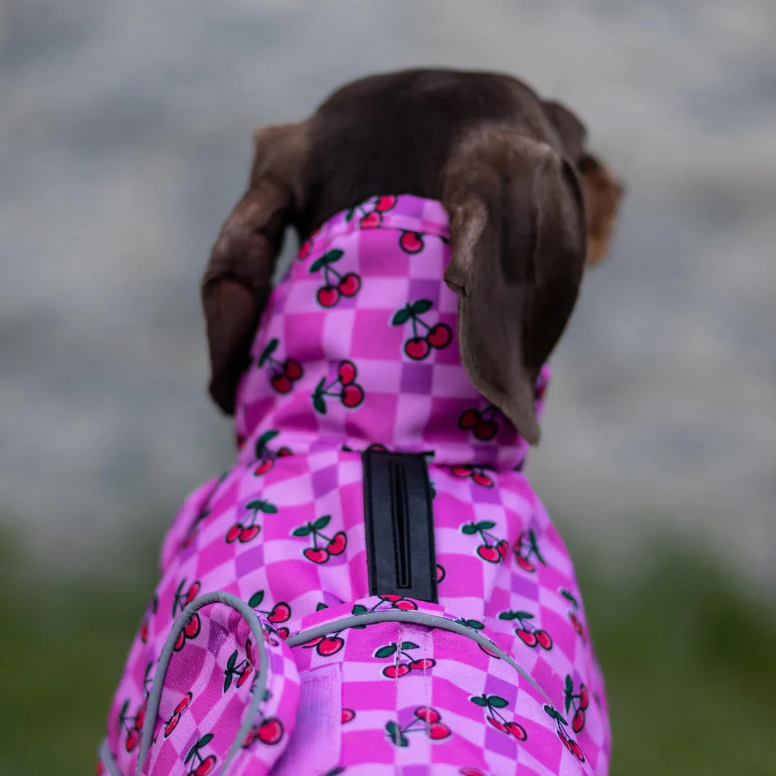 🍒 Cherries Lightweight Dachshund Jacket 🍒 - Image 7